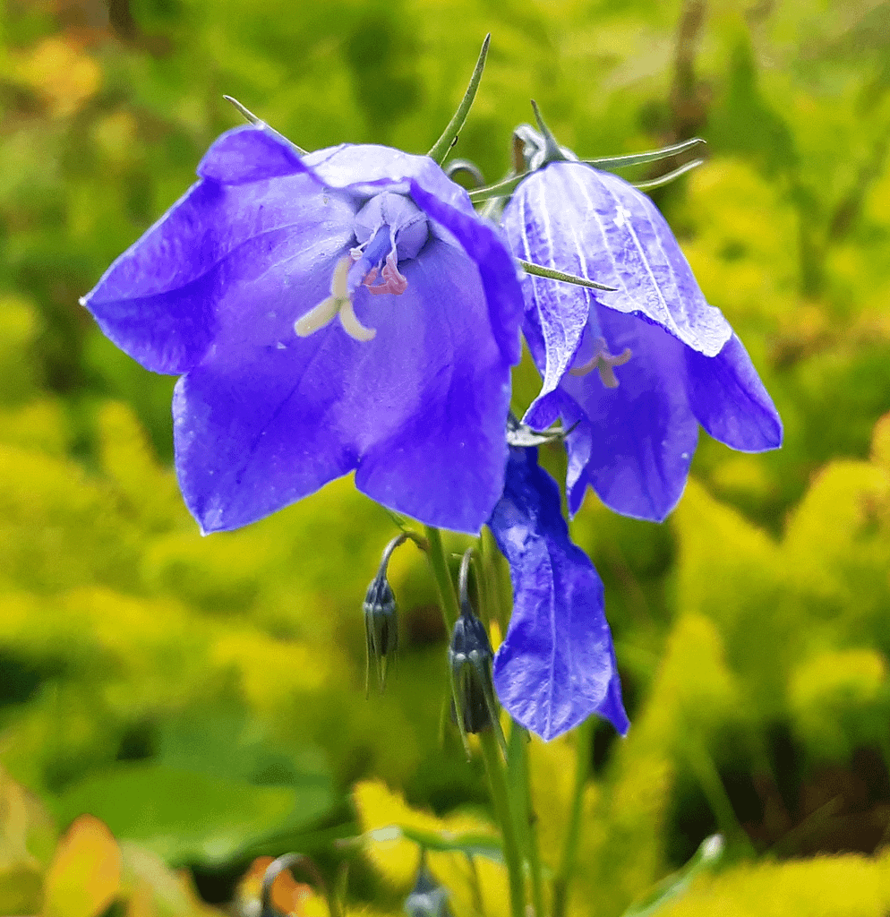 Bild Pfirscihblättrige Glockenblume ICM